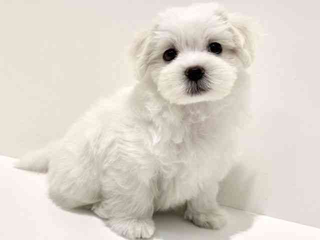 大阪府のマルチーズ (ひごペットフレンドリーイオン高槻店/2025年8月31日生まれ/男の子/ホワイト)の子犬の2枚目の画像