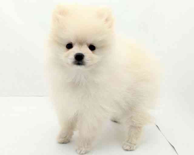 兵庫県のポメラニアン (ひごペットフレンドリークラウンパーク伊丹店/2025年9月1日生まれ/女の子/クリーム)の子犬の2枚目の画像