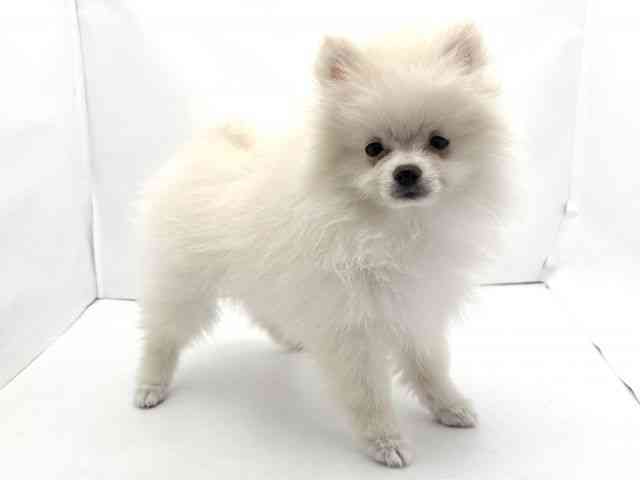 兵庫県のポメラニアン (ひごペットフレンドリークラウンパーク伊丹店/2025年9月1日生まれ/女の子/クリーム)の子犬の2枚目の画像