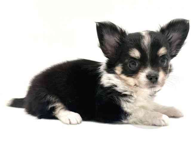 大阪府のチワワ(ロング) (ひごペットフレンドリーイオン高槻店/2025年9月2日生まれ/女の子/ブラックタンホワイト)の子犬の2枚目の画像