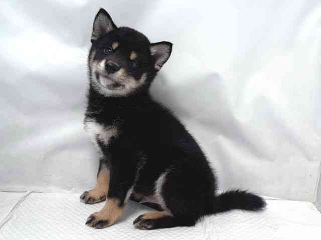 大阪府の柴犬(標準サイズ) (ひごペットフレンドリー堺プラットプラット店/2025年8月30日生まれ/男の子/黒)の子犬の2枚目の画像