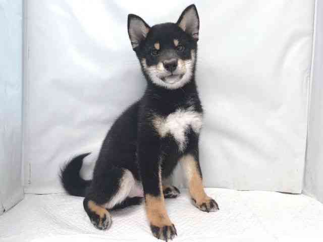 大阪府の柴犬(標準サイズ) (ひごペットフレンドリー堺プラットプラット店/2025年8月30日生まれ/男の子/黒)の子犬の2枚目の画像