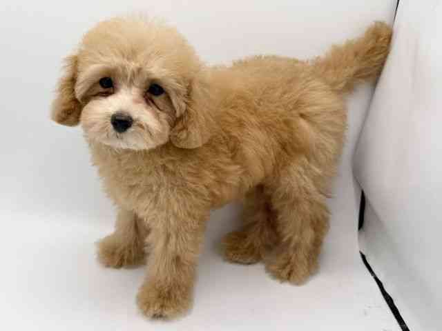 大阪府のトイプードル(トイ) (ひごペットフレンドリーみのおキューズモール店/2025年9月3日生まれ/女の子/オレンジフォーン)の子犬の2枚目の画像