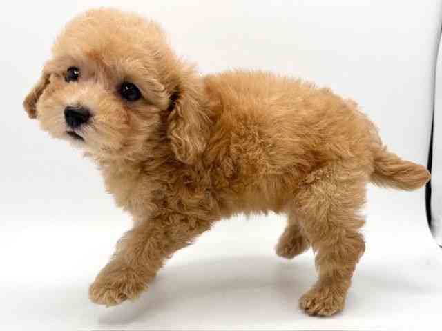 大阪府のトイプードル(トイ) (ひごペットフレンドリーみのおキューズモール店/2025年9月3日生まれ/女の子/オレンジフォーン)の子犬の2枚目の画像