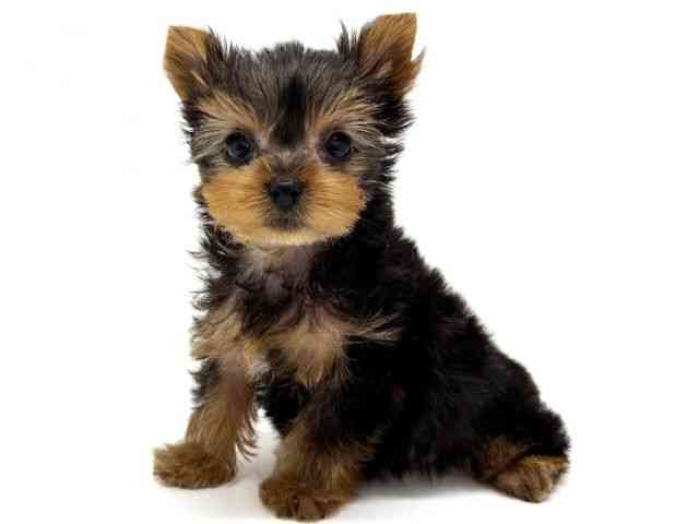 大阪府のヨークシャーテリア (ひごペットフレンドリーくずはモール店/2025年9月1日生まれ/男の子/スチールブルータン)の子犬の2枚目の画像