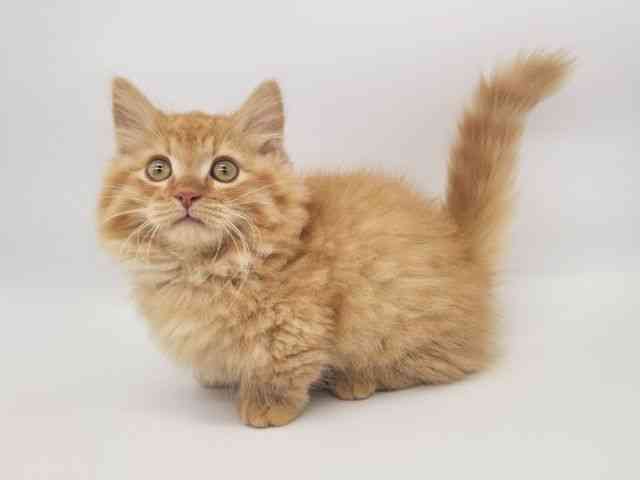 大阪府のミヌエット (ひごペットフレンドリー泉ヶ丘店/2025年9月2日生まれ/男の子/レッドマッカレルタビー)の子猫の2枚目の画像