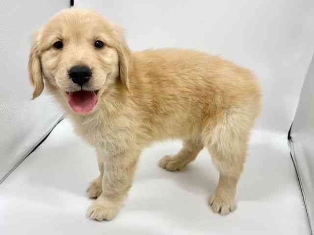 大阪府のゴールデンレトリバー (ひごペットフレンドリーイオンタウン豊中庄内店/2025年9月1日生まれ/女の子/ゴールデン)の子犬の2枚目の画像