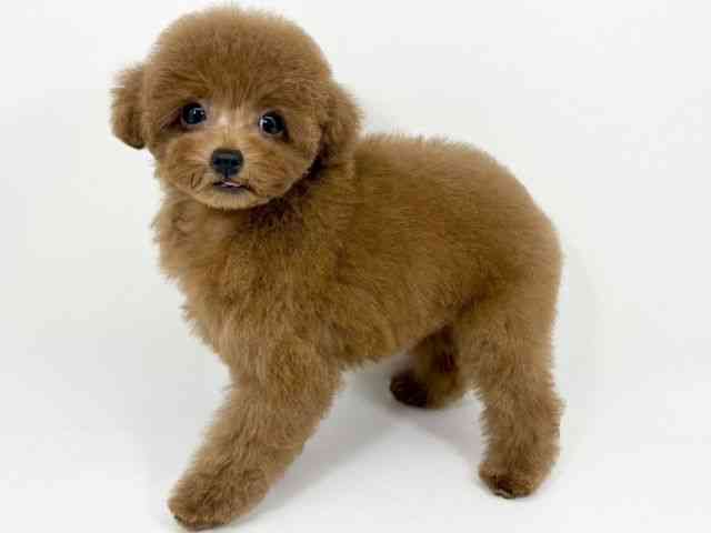 京都府のトイプードル(トイ) (ひごペットフレンドリーイズミヤショッピングセンター八幡店/2025年9月1日生まれ/女の子/レッド)の子犬の2枚目の画像