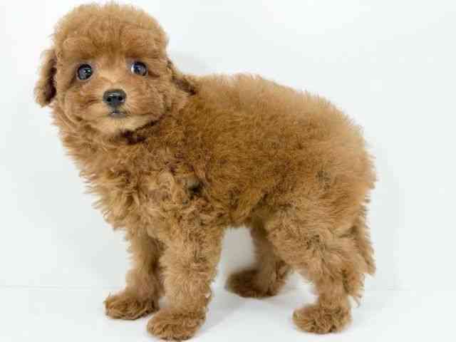 京都府のトイプードル(トイ) (ひごペットフレンドリーイズミヤショッピングセンター八幡店/2025年9月1日生まれ/女の子/レッド)の子犬の2枚目の画像