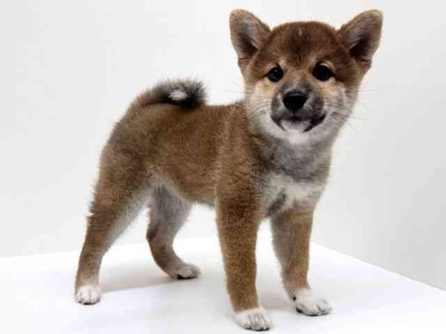 兵庫県の柴犬(標準サイズ) (ひごペットフレンドリーブルメールHAT神戸店/2025年9月3日生まれ/女の子/赤)の子犬の2枚目の画像