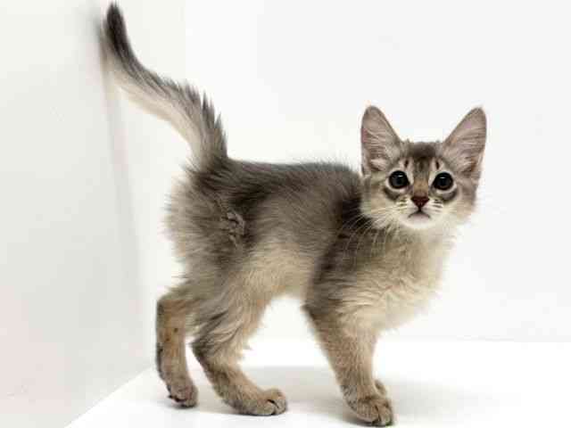 大阪府のソマリ (ひごペットフレンドリーくずはモール店/2025年8月20日生まれ/女の子/ブルー)の子猫の2枚目の画像