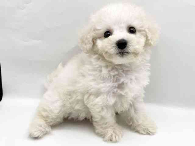 奈良県のビションフリーゼ (ひごペットフレンドリートナリエ大和高田店/2025年9月1日生まれ/女の子/ホワイト)の子犬の2枚目の画像