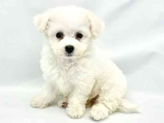 大阪府のビションフリーゼ (ひごペットフレンドリーイトーヨーカドー津久野店/2025年9月1日生まれ/男の子/ホワイト)の子犬の2枚目の画像