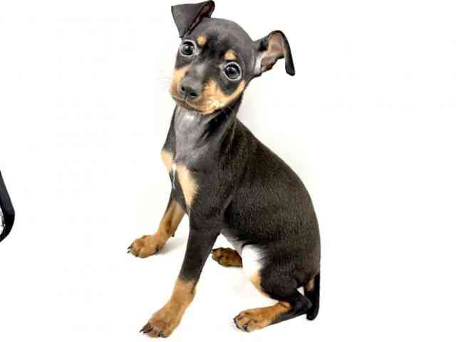 大阪府のミニチュアピンシャー (ひごペットフレンドリーイオンタウン豊中庄内店/2025年8月25日生まれ/女の子/ブラックタン)の子犬の2枚目の画像