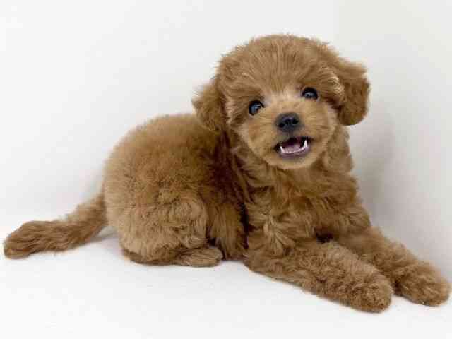 京都府のトイプードル(トイ) (ひごペットフレンドリーイズミヤショッピングセンター八幡店/2025年9月2日生まれ/女の子/レッド)の子犬の2枚目の画像