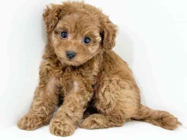 京都府のトイプードル(トイ) (ひごペットフレンドリーイズミヤショッピングセンター八幡店/2025年9月2日生まれ/女の子/レッド)の子犬の2枚目の画像