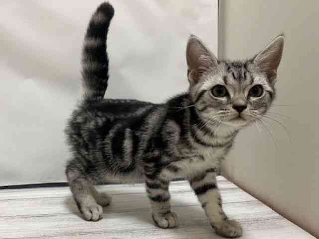 和歌山県のアメリカンショートヘアー (ひごペットフレンドリーパームシティ和歌山店/2025年9月1日生まれ/男の子/シルバータビー)の子猫の2枚目の画像