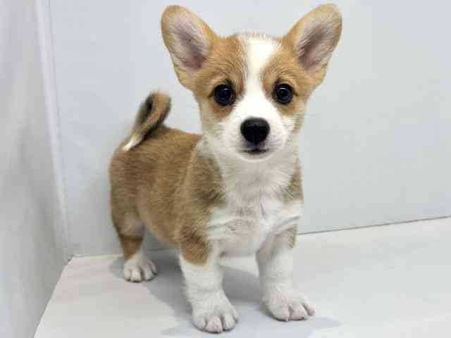 大阪府のウェルシュコーギーペンブローク (ひごペットフレンドリーセブンパーク天美店/2025年8月31日生まれ/女の子/レッドホワイト)の子犬の2枚目の画像