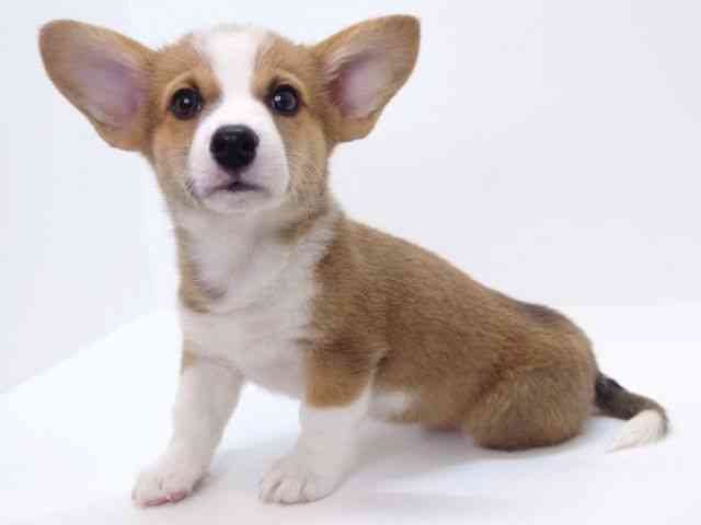 大阪府のウェルシュコーギーペンブローク (ひごペットフレンドリーいこらもーる泉佐野店/2025年8月31日生まれ/男の子/レッドホワイト)の子犬の2枚目の画像