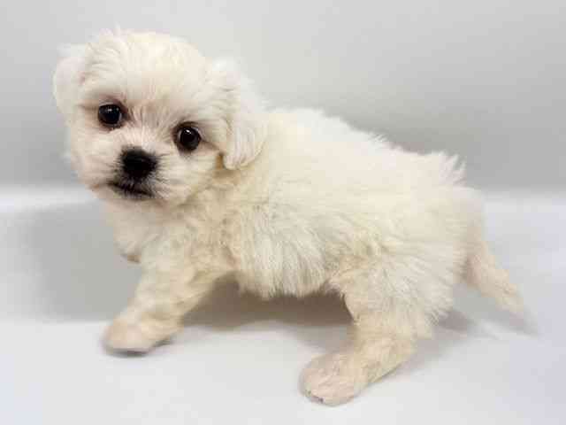 大阪府のハーフ犬・ミックス犬 (ひごペットフレンドリーイオンタウン豊中庄内店/2025年9月2日生まれ/女の子/ホワイト)の子犬の2枚目の画像