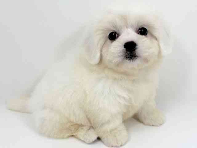 京都府のハーフ犬・ミックス犬 (ひごペットフレンドリーイズミヤショッピングセンター八幡店/2025年9月2日生まれ/男の子/ホワイト)の子犬の2枚目の画像