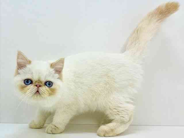 大阪府のエキゾチック (ひごペットフレンドリーいこらもーる泉佐野店/2025年9月1日生まれ/男の子/レッドポイント)の子猫の2枚目の画像