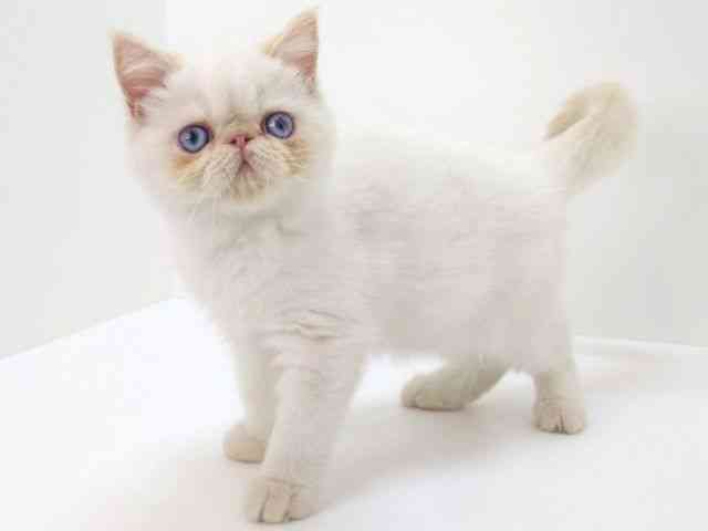 大阪府のエキゾチック (ひごペットフレンドリーいこらもーる泉佐野店/2025年9月1日生まれ/男の子/レッドポイント)の子猫の2枚目の画像