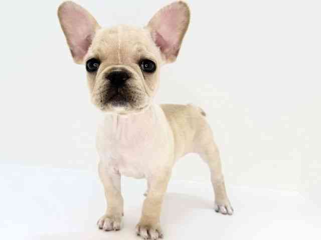 大阪府のフレンチブルドッグ (ひごペットフレンドリーいこらもーる泉佐野店/2025年8月29日生まれ/女の子/クリーム)の子犬の2枚目の画像