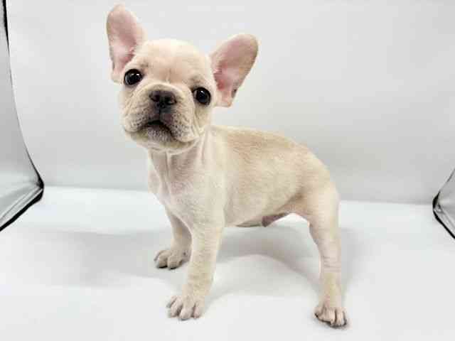 大阪府のフレンチブルドッグ (ひごペットフレンドリーイオンタウン豊中庄内店/2025年8月29日生まれ/男の子/クリーム)の子犬の2枚目の画像