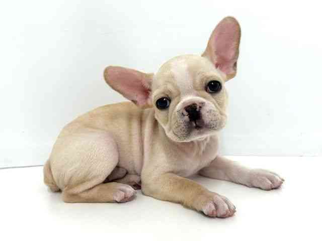 大阪府のフレンチブルドッグ (ひごペットフレンドリーベルファⅡ都島店/2025年8月29日生まれ/男の子/クリーム)の子犬の2枚目の画像