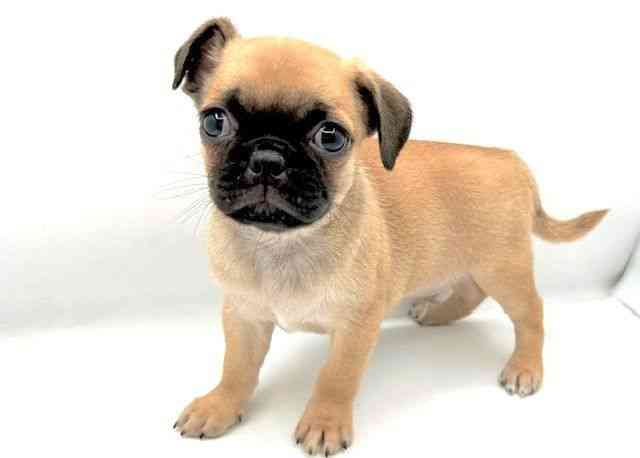 島根県のチワパグ/パグチー(チワワ×パグ) (ひごペットフレンドリーイオン松江ショッピングセンター店/2025年9月2日生まれ/男の子/フォーン)の子犬の2枚目の画像