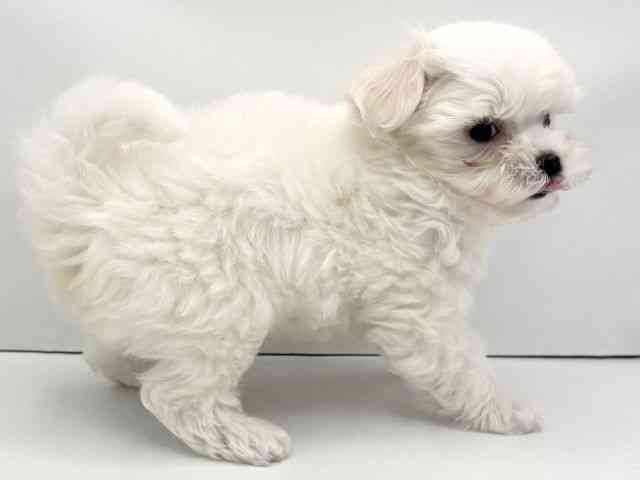 兵庫県のマルチーズ (ひごペットフレンドリークラウンパーク伊丹店/2025年9月4日生まれ/男の子/ホワイト)の子犬の2枚目の画像