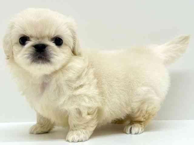 兵庫県のペキニーズ (ひごペットフレンドリーブルメールHAT神戸店/2025年8月27日生まれ/男の子/クリーム)の子犬の2枚目の画像