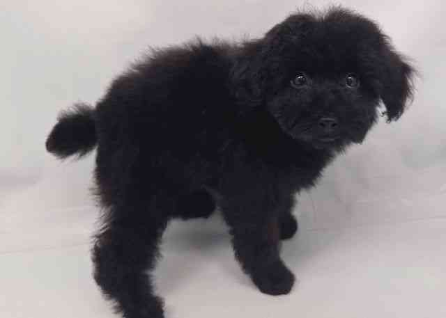 鳥取県のトイプードル(トイ) (ひごペットフレンドリーイオンモール鳥取北店/2025年8月27日生まれ/女の子/ブラック)の子犬の2枚目の画像