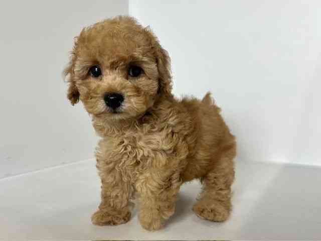 大阪府のトイプードル(トイ) (ひごペットフレンドリーアクロスプラザ住之江店/2025年9月3日生まれ/男の子/オレンジフォーン)の子犬の2枚目の画像