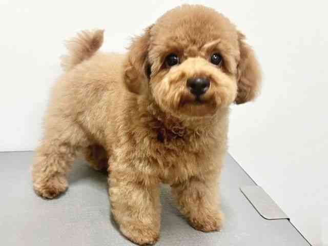 大阪府のトイプードル(トイ) (ひごペットフレンドリーイトーヨーカドー津久野店/2025年9月3日生まれ/男の子/オレンジフォーン)の子犬の2枚目の画像