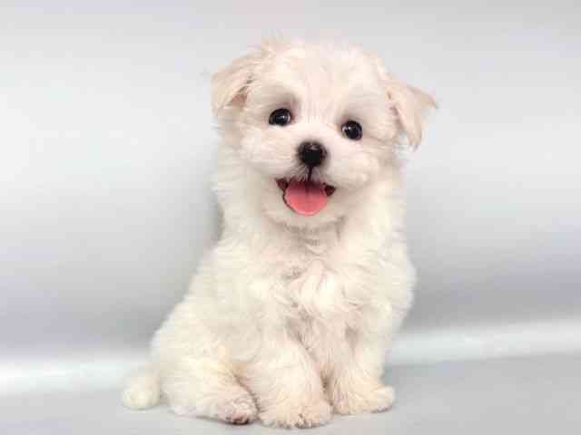 大阪府のマルチーズ (ひごペットフレンドリー岸和田店/2025年9月1日生まれ/女の子/ホワイト)の子犬の2枚目の画像