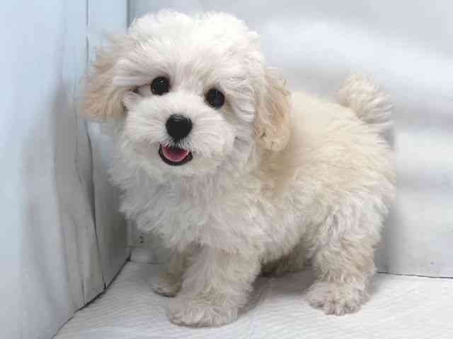 大阪府のトイプードル(トイ) (ひごペットフレンドリー堺プラットプラット店/2025年9月4日生まれ/男の子/クリーム)の子犬の2枚目の画像