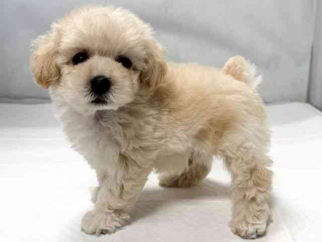 大阪府のトイプードル(トイ) (ひごペットフレンドリー堺プラットプラット店/2025年9月4日生まれ/男の子/クリーム)の子犬の2枚目の画像