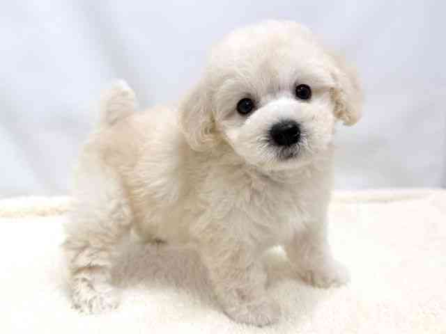 広島県のトイプードル(トイ) (ひごペットフレンドリーゆめタウン廿日市店/2025年9月4日生まれ/女の子/クリーム)の子犬の2枚目の画像