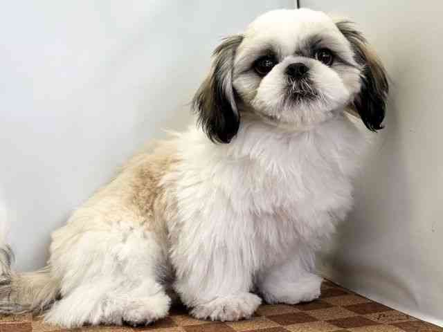 愛媛県のペキシーズー/ペキズー(ペキニーズ×シーズー) (ひごペットフレンドリーエミフルMASAKI店/2025年9月1日生まれ/男の子/ホワイトゴールド)の子犬の2枚目の画像