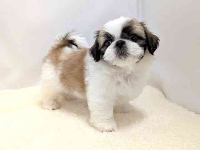 広島県のペキシーズー/ペキズー(ペキニーズ×シーズー) (ひごペットフレンドリーゆめタウン廿日市店/2025年9月1日生まれ/男の子/ホワイトゴールド)の子犬の2枚目の画像