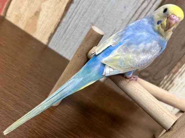 セキセイインコ[【カラー】レインボー系] | ひごペットフレンドリー