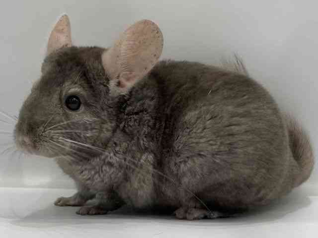 チンチラ[【ブラウンエボニー】] | ひごペットフレンドリー 【 公式