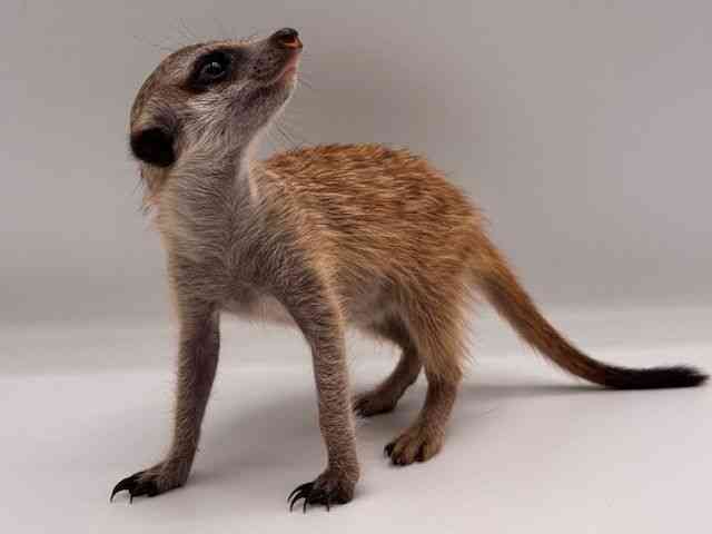 ミーアキャット | ひごペットフレンドリー 【 公式サイト 】