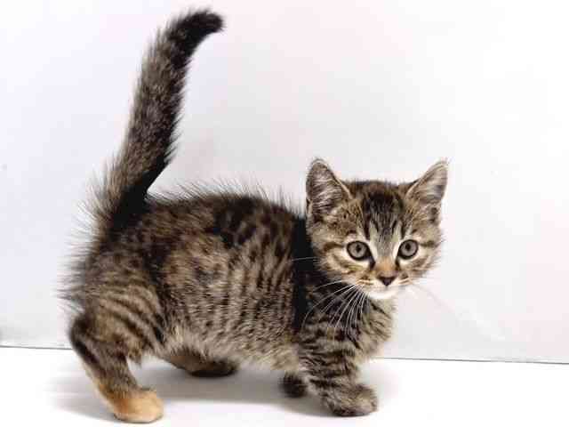 奈良県のマンチカン (ひごペットフレンドリー奈良パワーシティ店/2025年9月6日生まれ/女の子/ブラウンパッチドマッカレルタビー)の子猫の2枚目の画像