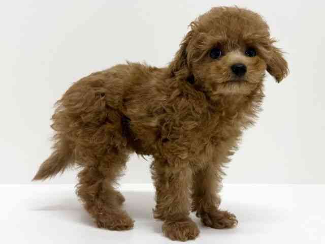 大阪府のトイプードル(トイ) (ひごペットフレンドリーくずはモール店/2025年9月6日生まれ/男の子/レッドフォーン)の子犬の2枚目の画像