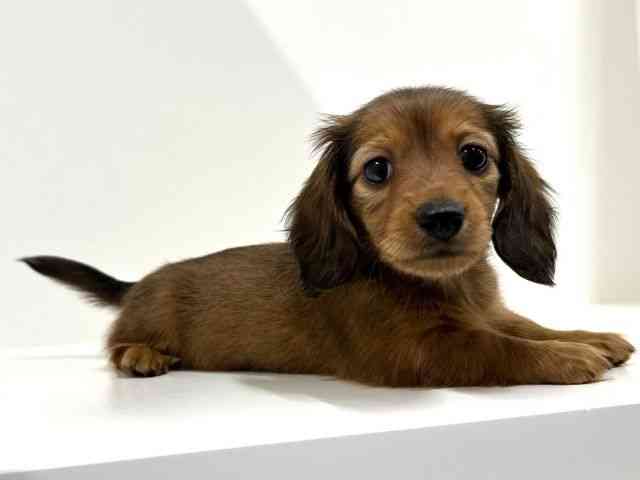 奈良県のミニチュアダックスフンド(ロング) (ひごペットフレンドリーイオンモール橿原ウエスト・ビレッジ店/2025年9月6日生まれ/女の子/レッド)の子犬の2枚目の画像