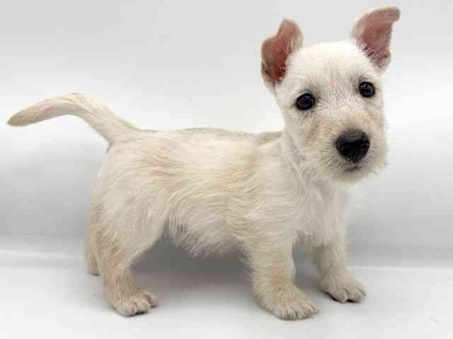 大阪府のスコティッシュテリア (ひごペットフレンドリーららぽーとEXPOCITY店/2025年9月5日生まれ/女の子/ウィートン)の子犬の2枚目の画像