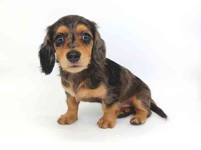 大阪府のミニチュアダックスフンド(ロング) (ひごペットフレンドリー泉ヶ丘店/2025年9月6日生まれ/女の子/シルバーダップル)の子犬の2枚目の画像